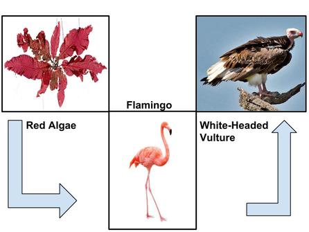 Where is the flamingo in the food chain?